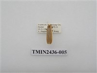 藏品(黃緣苔蛾)的圖片